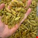 نمونه کشمش سبز